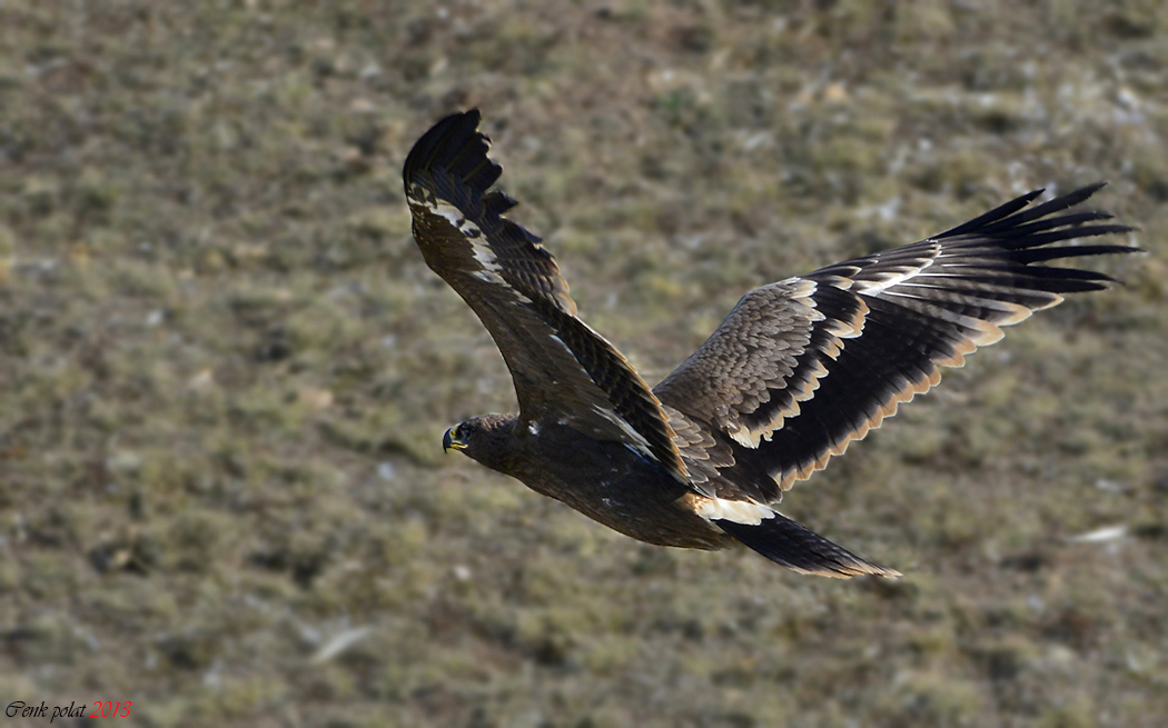 Steppe Eagle